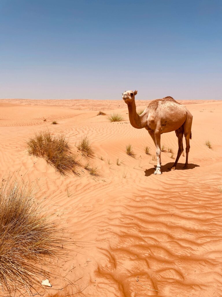 Desert scene in Oman featuring a camel and solo female travel experience