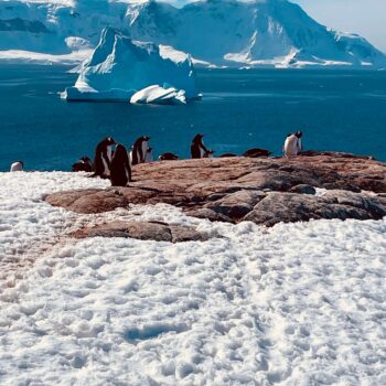 Solo female traveler on an Antarctica trip observing a penguin colony in icy landscape