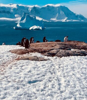 Solo female traveler on an Antarctica trip observing a penguin colony in icy landscape