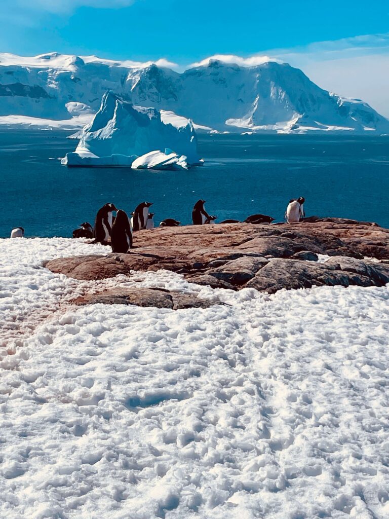 Solo female traveler on an Antarctica trip observing a penguin colony in icy landscape