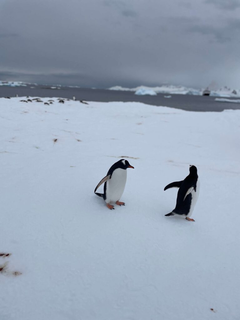 Penguins in Antarctica symbolizing freedom and adventure for solo female travelers.
