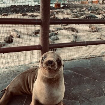Baby sea lion in the Galápagos Islands for solo female travelers