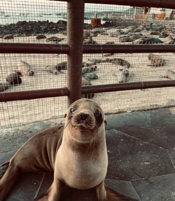 Baby sea lion in the Galápagos Islands for solo female travelers