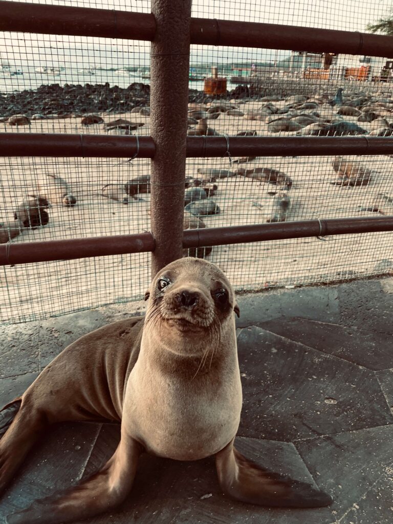 Baby sea lion in the Galápagos Islands for solo female travelers