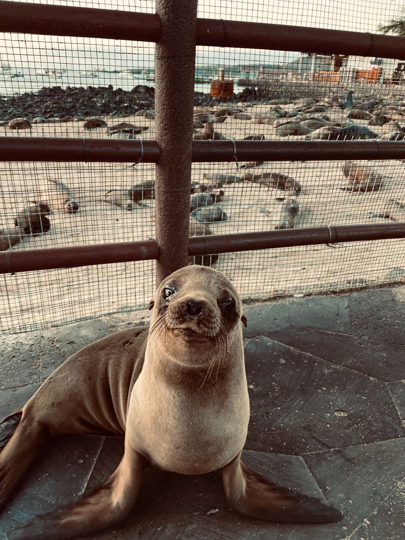 Baby sea lion in the Galápagos Islands for solo female travelers
