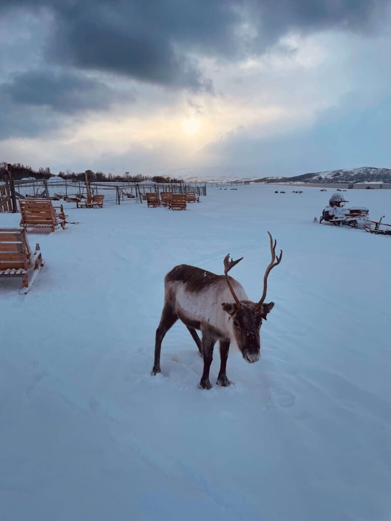 Reindeer in Norway representing solo female travel adventure