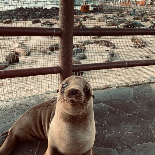 Sea lion playing in Galapagos island