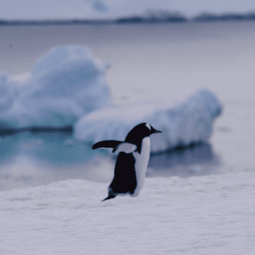 Solo female traveler spotting penguins in Antarctica